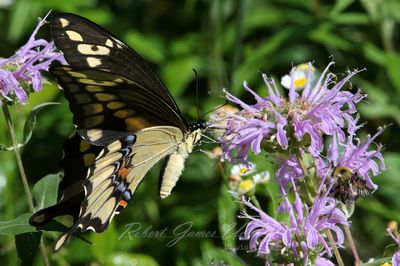 Giant Swallowtail Buttterfly and Bergamot 25.jpg