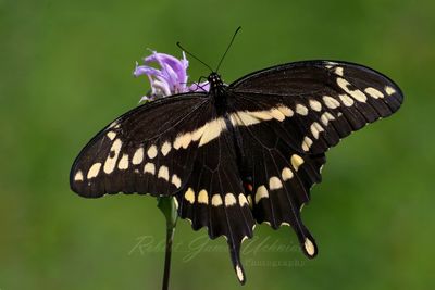 Giant Swallowtail Buttterfly wings 25.jpg