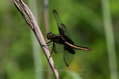 Widow Skimmer female on Weed 25.jpg