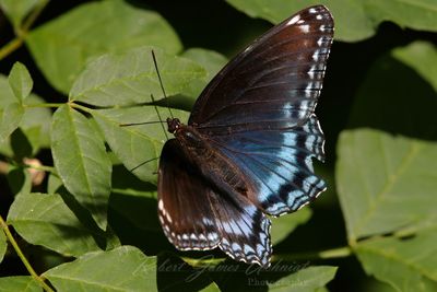Red Spotted Purple 25.jpg