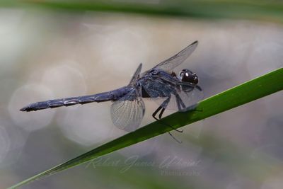 Slaty Skimmer on blade 25.jpg