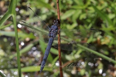 Slaty Skimmer on Reed 25.jpg