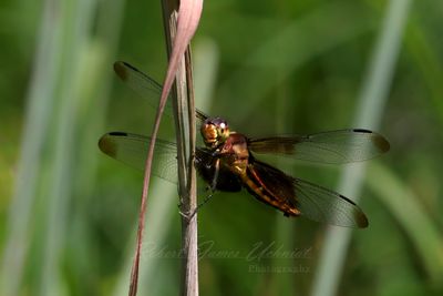 Widow Skimmer female on Stalk25.jpg