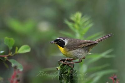 Common Yellowthroat male in fog 25.jpg