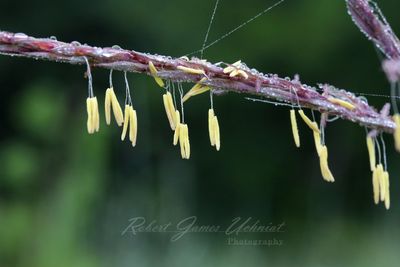 Phragmite Seeds 25.jpg