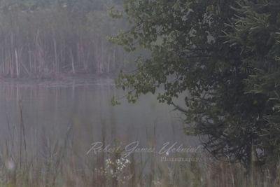 Tree and Fog 25.jpg