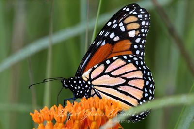 Monarch on Butterfly Weed 25.jpg