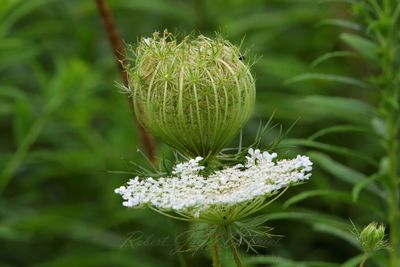 Queen Annes Lace 25.jpg