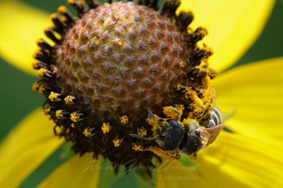 Furrow Bee on Cone Flower 25.jpg