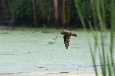 Northern Rough Winged Swallow 25.jpg