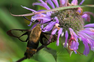 Snowberry Clearwing Moth feeding on Bergamot back 25.jpg