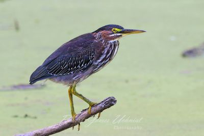 Green Heron on branch 25.jpg