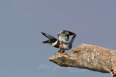 Kingfisher on branch 25.jpg