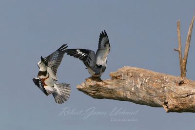 Kingfishers near branch 25.jpg