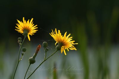 Perennial Sowthistle backlit 25.jpg