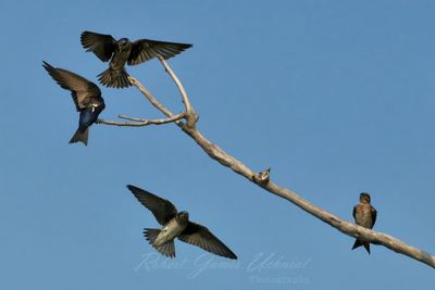Purple Martins flying 25.jpg