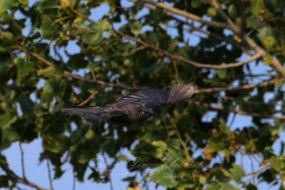 Common Grackle in flight 25.jpg