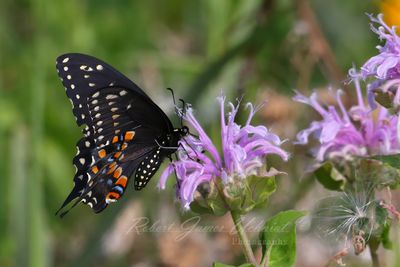 Black Swallowtail on Bergamot 25.jpg