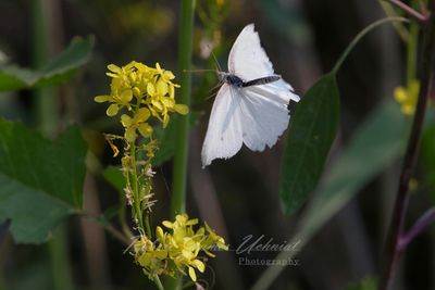 Cabbage White Butterfly with Black Mustard 25.jpg