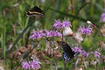Eastern Blackand Spicebush Swallowtail Butterflies 25.jpg