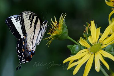 Eastern Tiger Swallowtail on Cup Plant 25.jpg