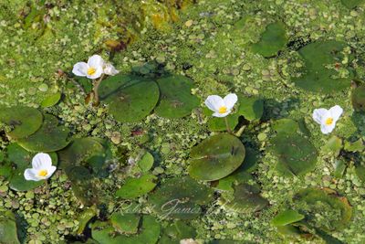 Frog Bit and Duck Weed in Marsh 25.jpg