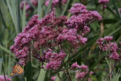 Monarch Butterfly and Butterfly Weed 25.jpg
