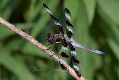 Twelve Spotted Skimmer on twig 25.jpg