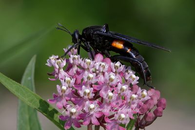 Clubbed Mydas Fly on Milkweed 25.jpg