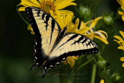 Eastern Tiger Swallowtail wings 25.jpg