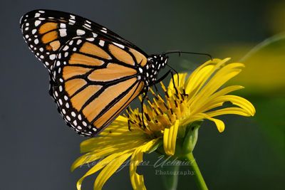 Monarch Butterfly on Cup Flower 25.jpg