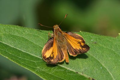 Zabulon Skipper on leaf 25.jpg
