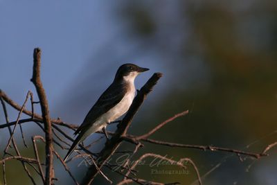 Eastern Kingbird at dawn 25.jpg