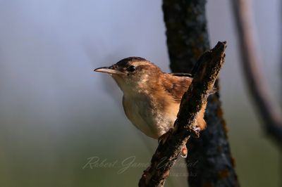 Marsh Wren in morning light 25.jpg