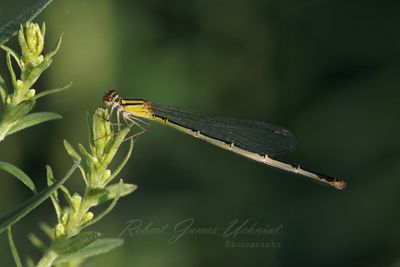 Citrane Forktail on bud 25.jpg