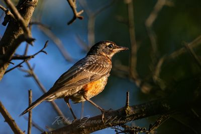 Robin at dawn 25.jpg