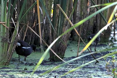 Common Gallinule pair foraging 25.jpg