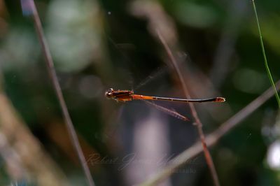 Orange Bluet in flight 25.jpg