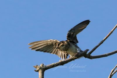 Purple Martin female takeoff 25.jpg