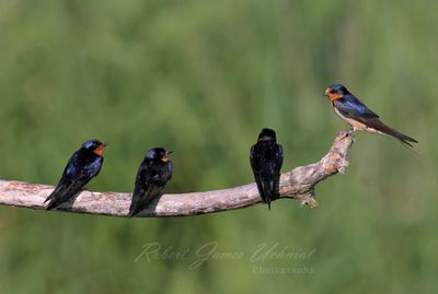 Barn Swallows on branch 25.jpg