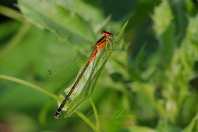 Eastern Forktail female on small leaf 25.jpg