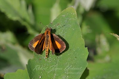 Least Skipper on a leaf 25.jpg