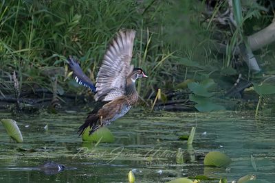 Wood Duck male taking off 25.jpg