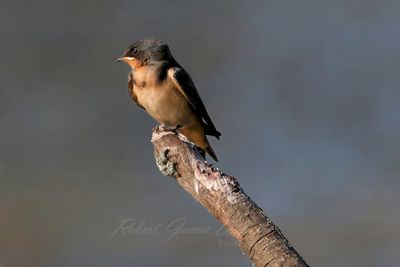 Barn Swallow on stick close 25.jpg