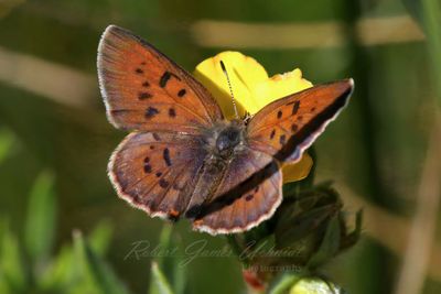 Ruddy Copper 25.jpg