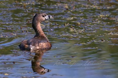 Pied Billed Grieb with reflection turning 25.jpg