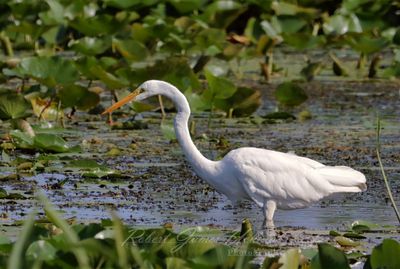 Great Egret in Marsh 25.jpg