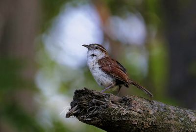 Carolina Wren on log 25.jpg