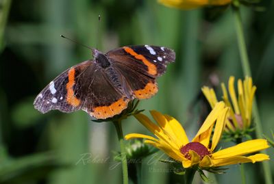 Red Admiral and Cone Flower 25.jpg