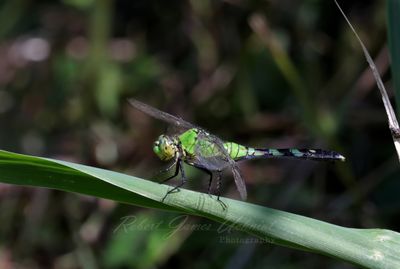 Eastern Pondhawk female on leaf 25.jpg